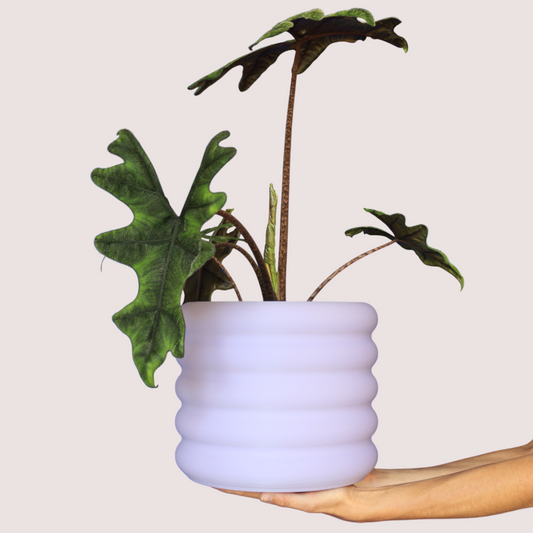 Blumentopf groß, Blumentopf modern, designer Blumentopf, Hochzeitsgeschenk, Geburtstagsgeschenk, Pflanzen, Übertopf groß