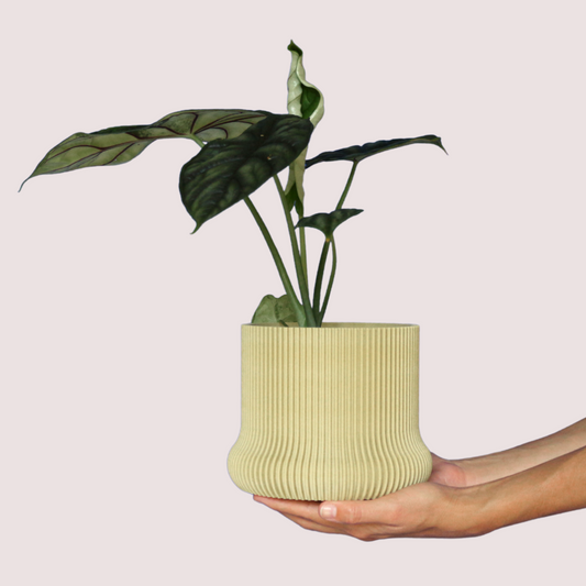 Blumentopf, Pflanztopf, Übertopf, Pflanzgefäß, Indoor Pflanztopf, moderner Blumentopf, dekorativer Blumentopf, Designer Blumentopf