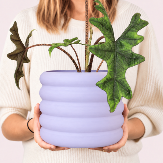Design Blumentopf Donni