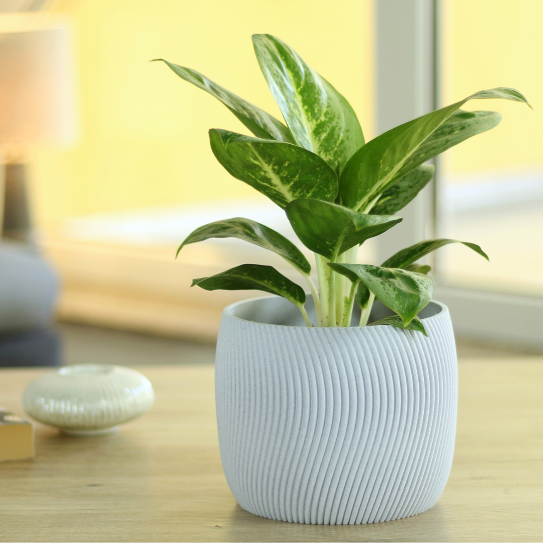 Design Blumentopf Twista