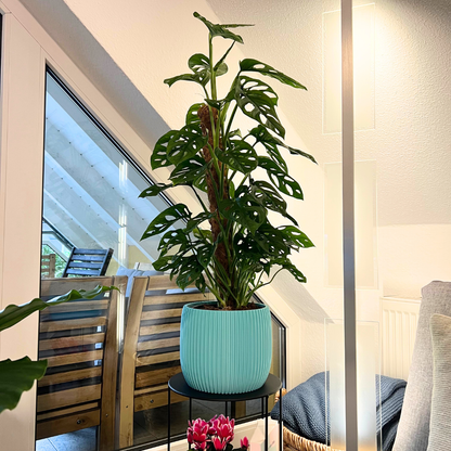 Blumentopf Verto