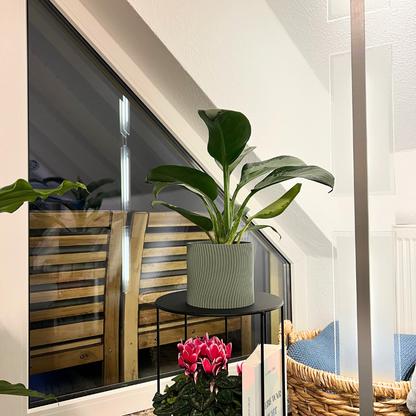 Blumentopf Vibra