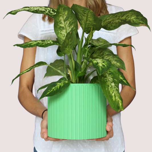 Blumentopf groß, Blumentopf modern, designer Blumentopf, Hochzeitsgeschenk, Geburtstagsgeschenk, Pflanzen, Übertopf groß, Blumentopf Loopis