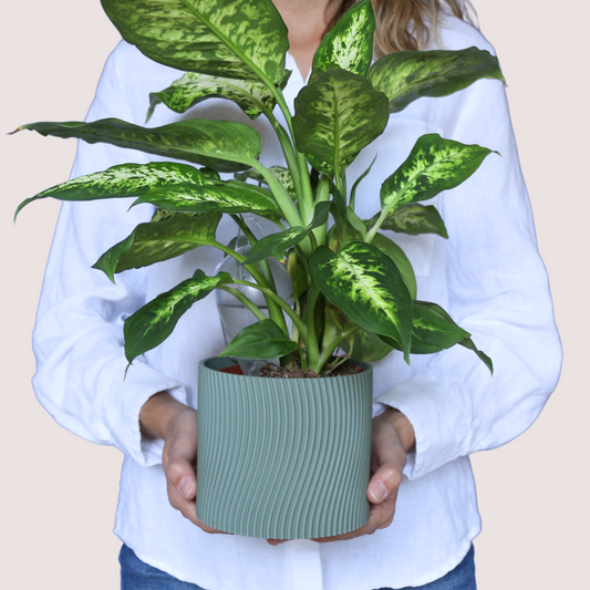 Blumentopf groß, Blumentopf modern, designer Blumentopf, Hochzeitsgeschenk, Geburtstagsgeschenk, Pflanzen, Übertopf groß