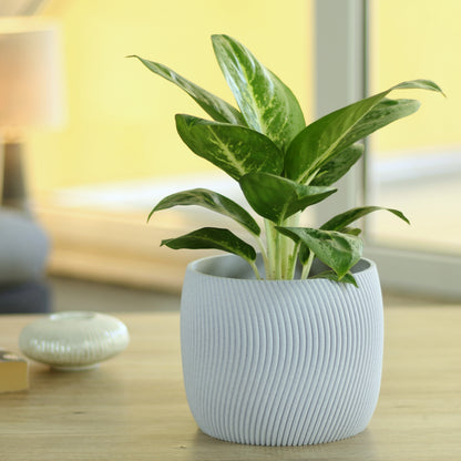 Dekorativer Blumentopf Twista